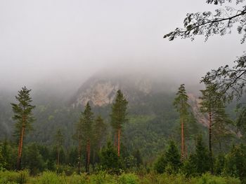 Pine trees in forest against sky