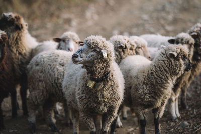 Sheep standing at farm