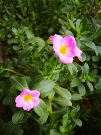 Close-up of pink flowers blooming outdoors