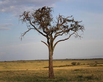 Tree on field against sky