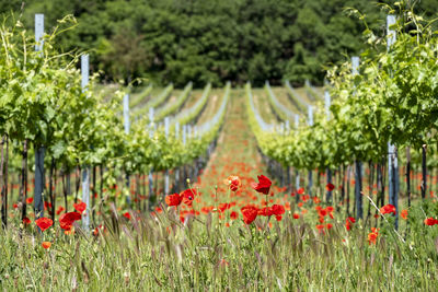 Red poppy flowers growing on field