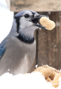 Close-up of bird