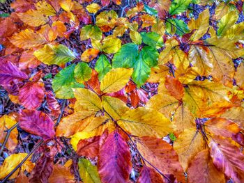 Full frame shot of autumnal leaves