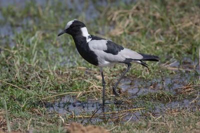 Bird perching on a field