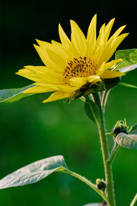 Close-up of yellow flowering plant