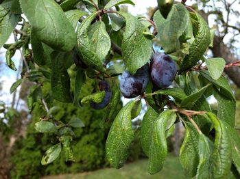 Plums on the tree