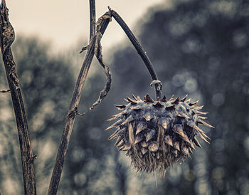 Close-up of dried plant