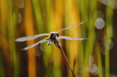 Close-up of insect on plant