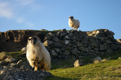 Sheep standing on rock against sky