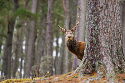 Portrait of deer standing amidst trees in forest