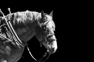 Panoramic view of a horse