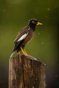 Close-up of maina on wooden post