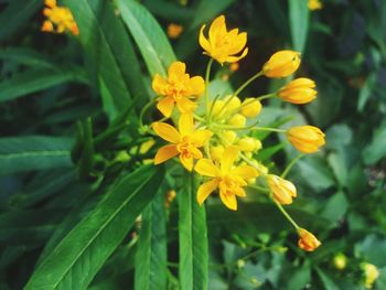 Close-up of yellow flowers blooming outdoors