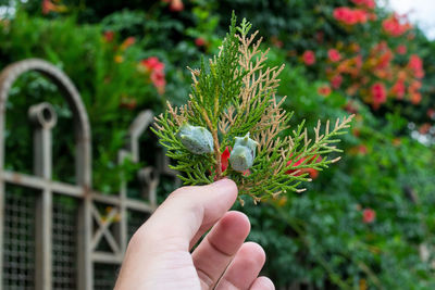Cropped hand of person holding plant