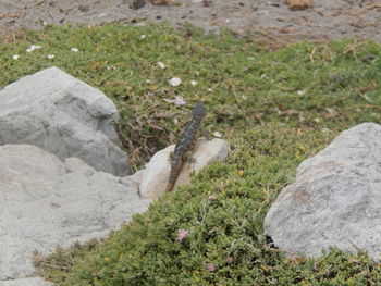 Close-up of lizard on grass