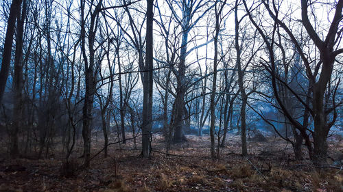 Bare trees in forest