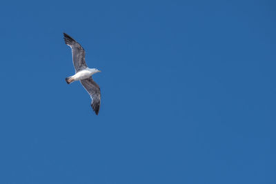 Low angle view of seagulls flying against clear blue sky