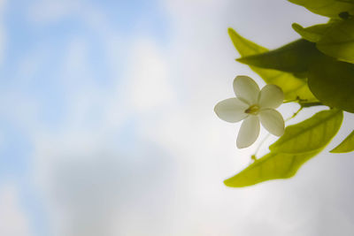 Close-up of frangipani against sky