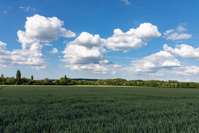 Scenic view of agricultural field against sky