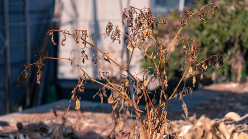 Close-up of dried plant