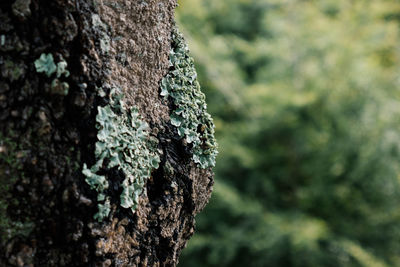 Close-up of tree trunk