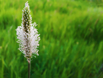 Close-up of flowering plant on field