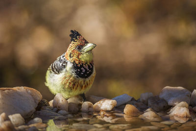 Close-up of bird perching on rock