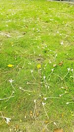 Full frame shot of grass on field