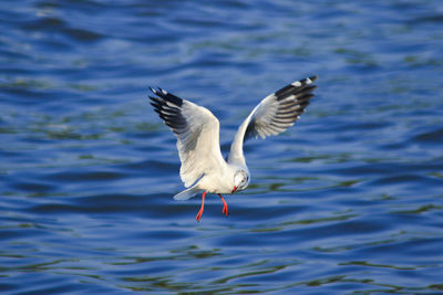 Seagulls flying over sea