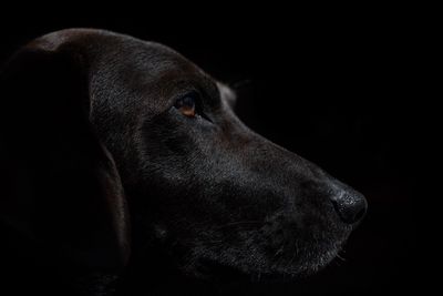 Side view of dog against black background