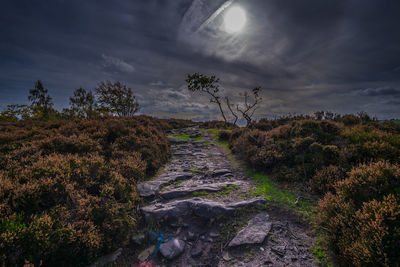 Plants growing on land against sky