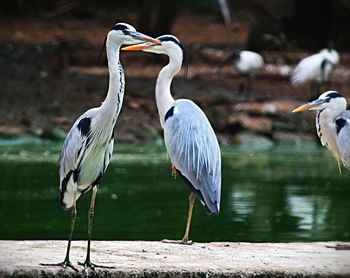 High angle view of gray heron on water