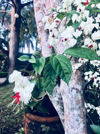 Close-up of flowers blooming on tree