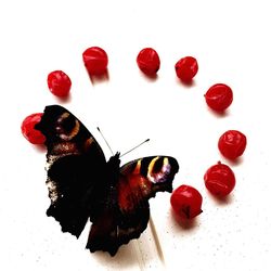 High angle view of red berries over white background