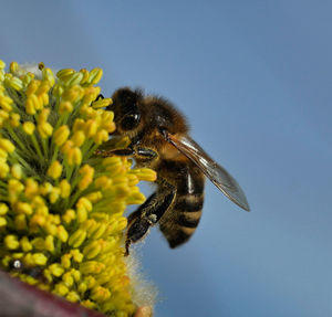 Close-up of bee pollinating on flower