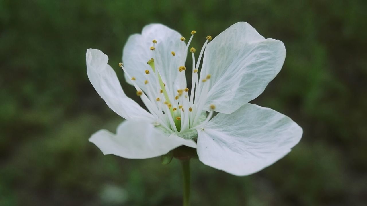 flower, nature, petal, growth, beauty in nature, fragility, white color, freshness, flower head, plant, no people, day, close-up, outdoors, stamen, blooming