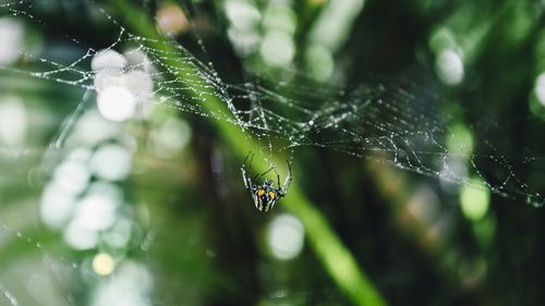 Spider on web