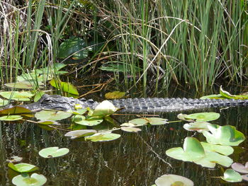 Water lilies and leaves floating on lake