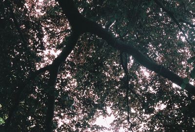 Low angle view of trees in forest