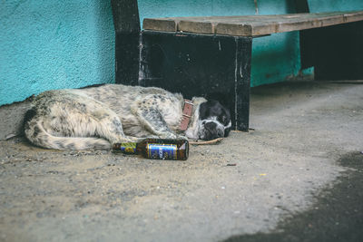 Cat sleeping on footpath