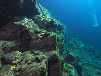 View of coral swimming in sea