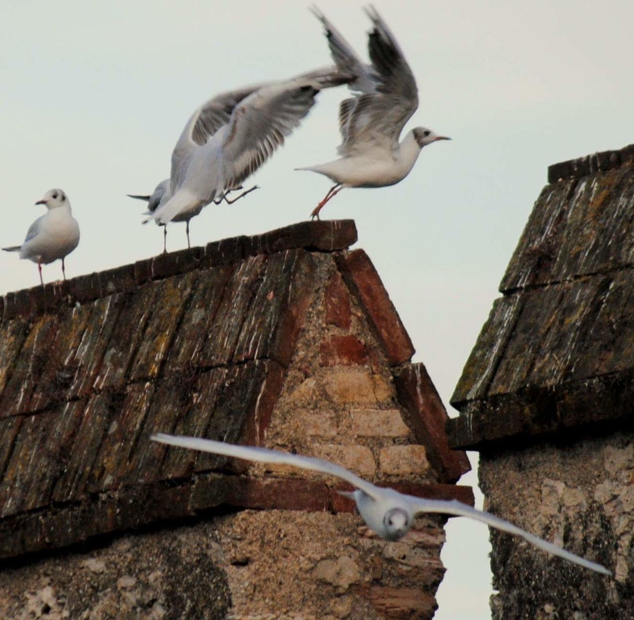 bird, animals in the wild, animal themes, animal wildlife, seagull, day, perching, spread wings, no people, nature, outdoors, low angle view, sky