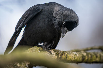 Close-up of bird perching on branch