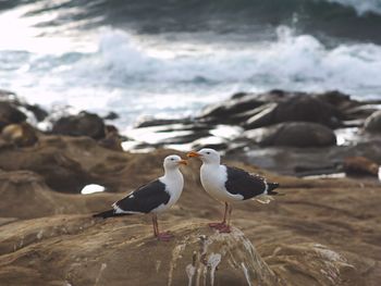 Seagulls perching on rock