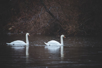 Swan swimming in lake