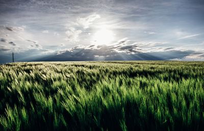 Scenic view of agricultural field against sky