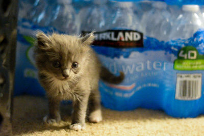 Close-up portrait of kitten at home