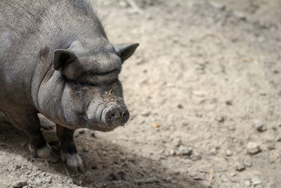 Close-up of pig on field