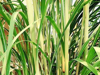 Close-up of green leaves