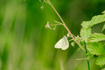 Close-up of butterfly pollinating flower